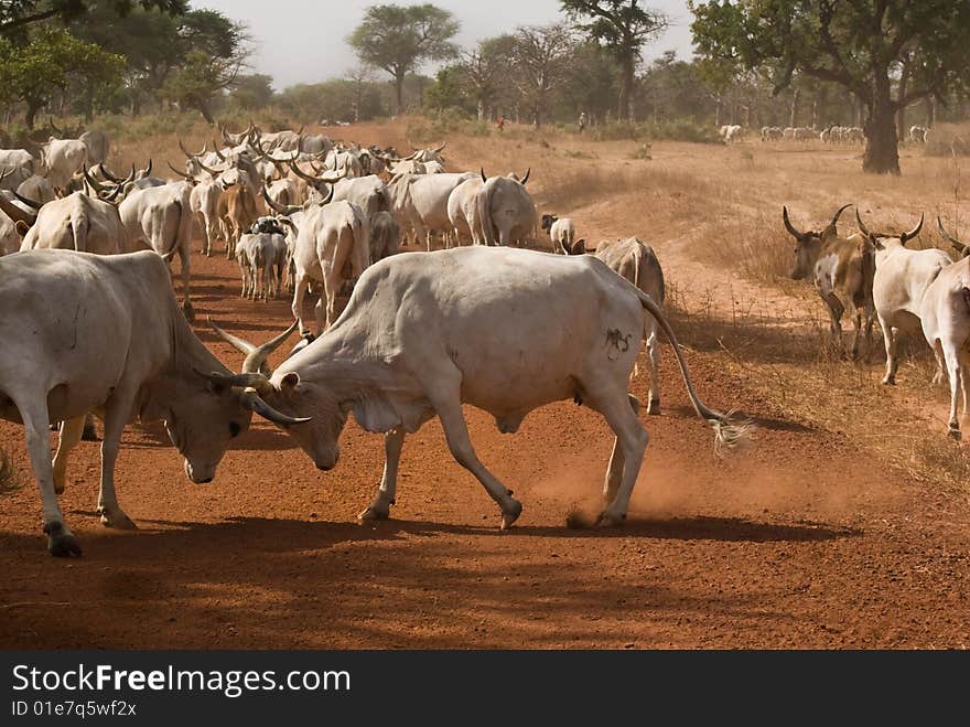 Cows In Fight