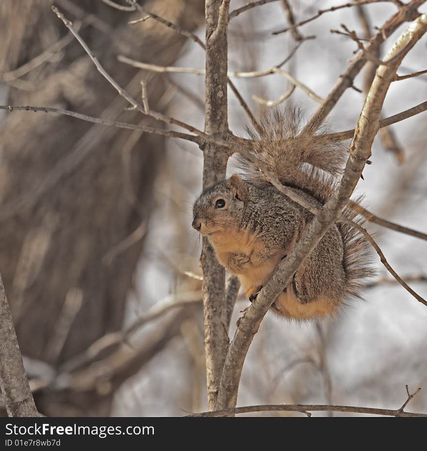 Squirrel in a Tree