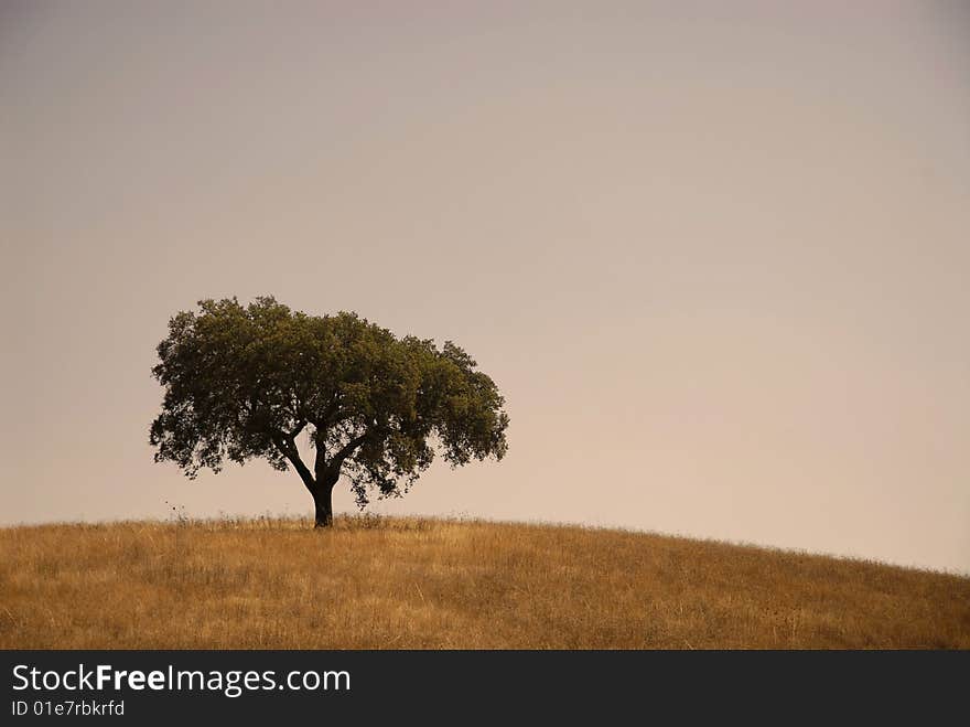 Olive tree isolated against the afternoon sky in Alentejo. Portugal