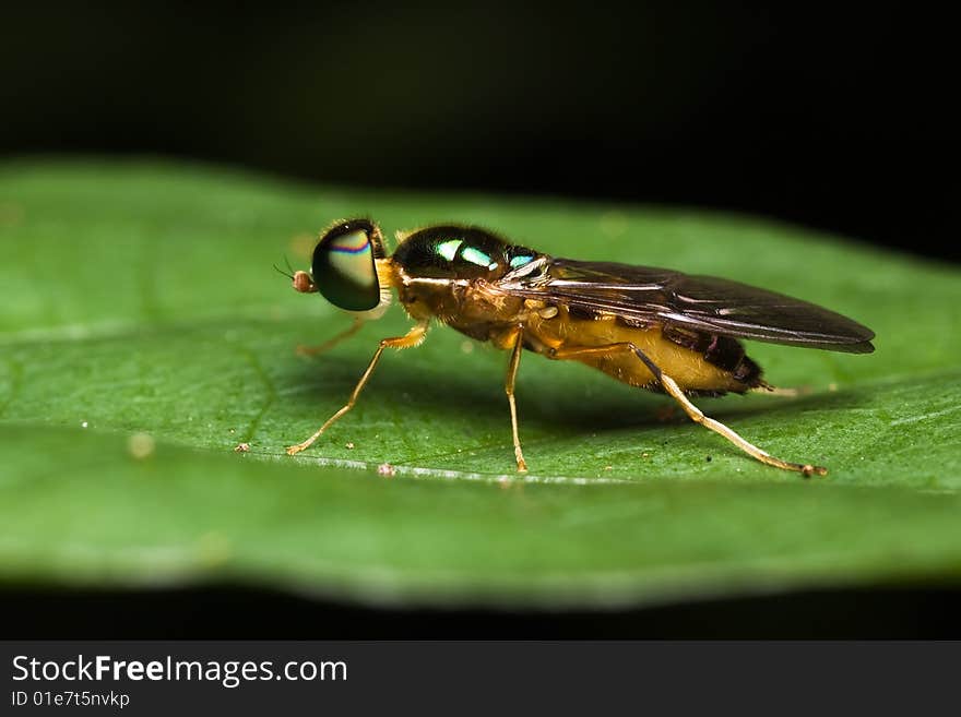 Soldier Fly side view on green leaf