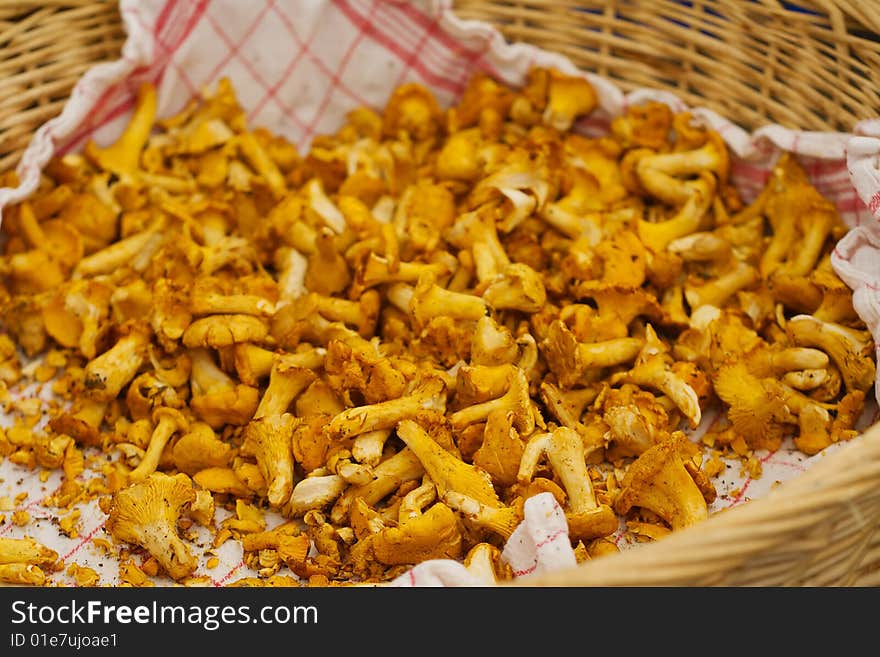 Basket of chanterelle mushroom