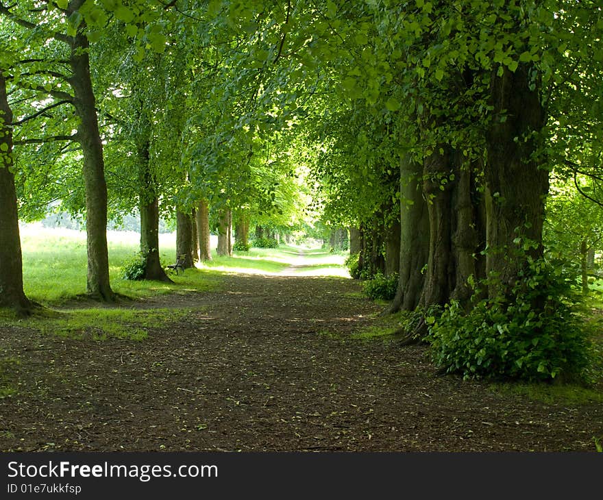 An avenue of trees leading into the light