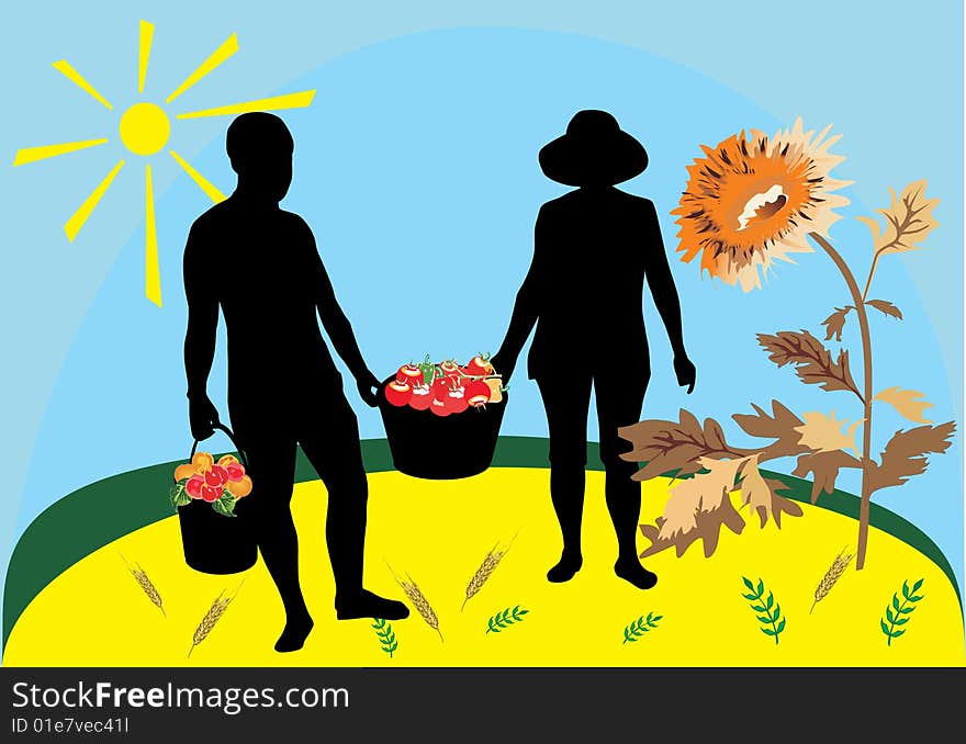 Illustration with people pick tomatoes under bright sun