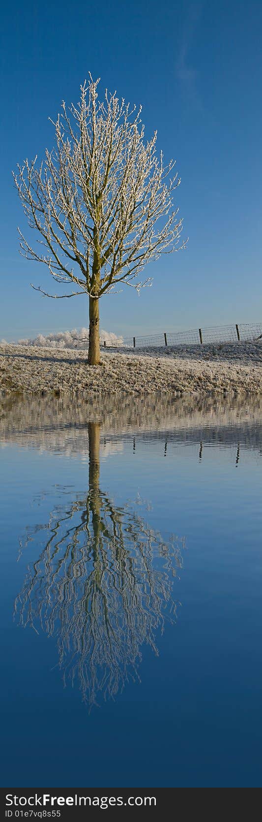 Reflection of a tree in the water. Reflection of a tree in the water