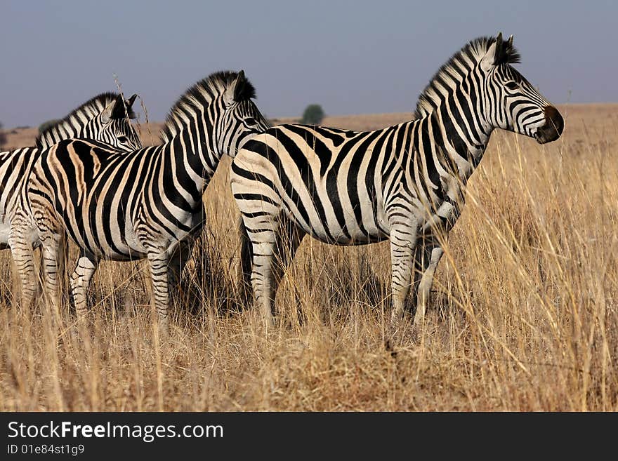 Young zebras running in the wild.