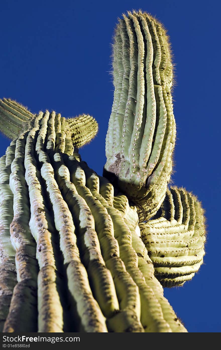 Saguaro Cactus Arizona