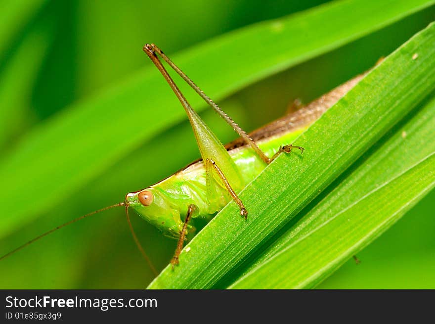 Grasshopper