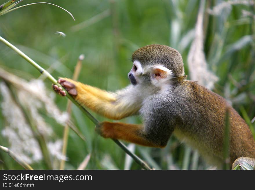 Capuchin monkey pulling some grass. Capuchin monkey pulling some grass.