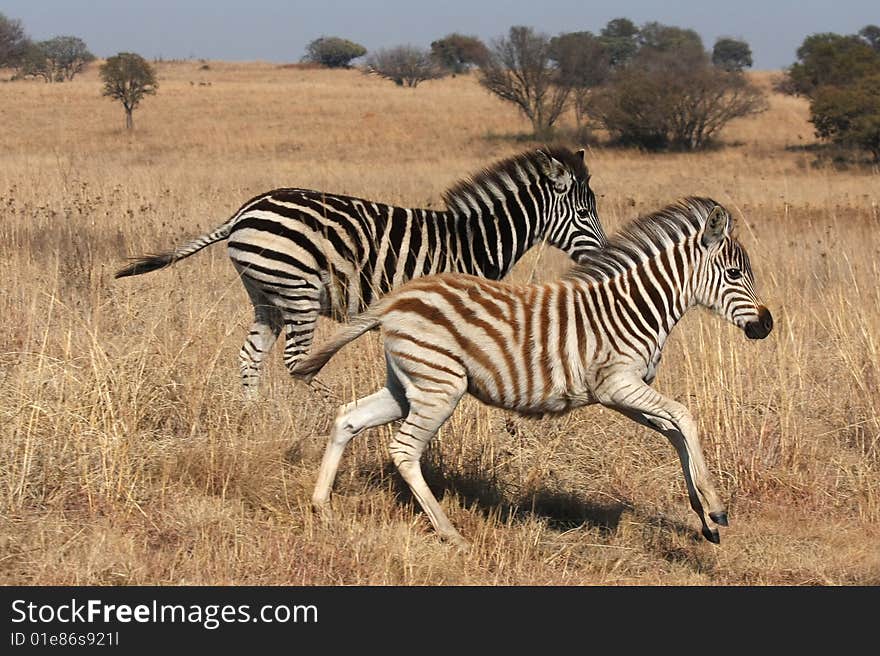 Young zebras running in the wild.