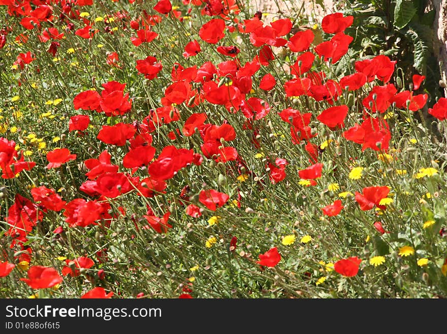 Poppy Field