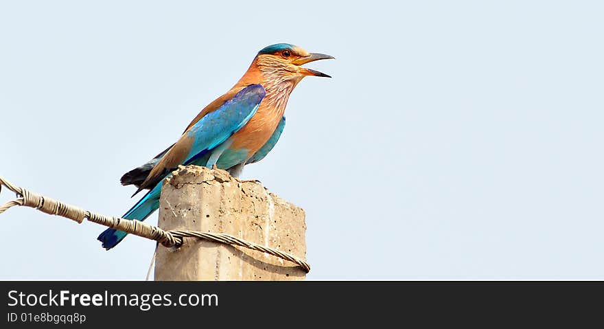 Indian roller bird sitting on the pole.