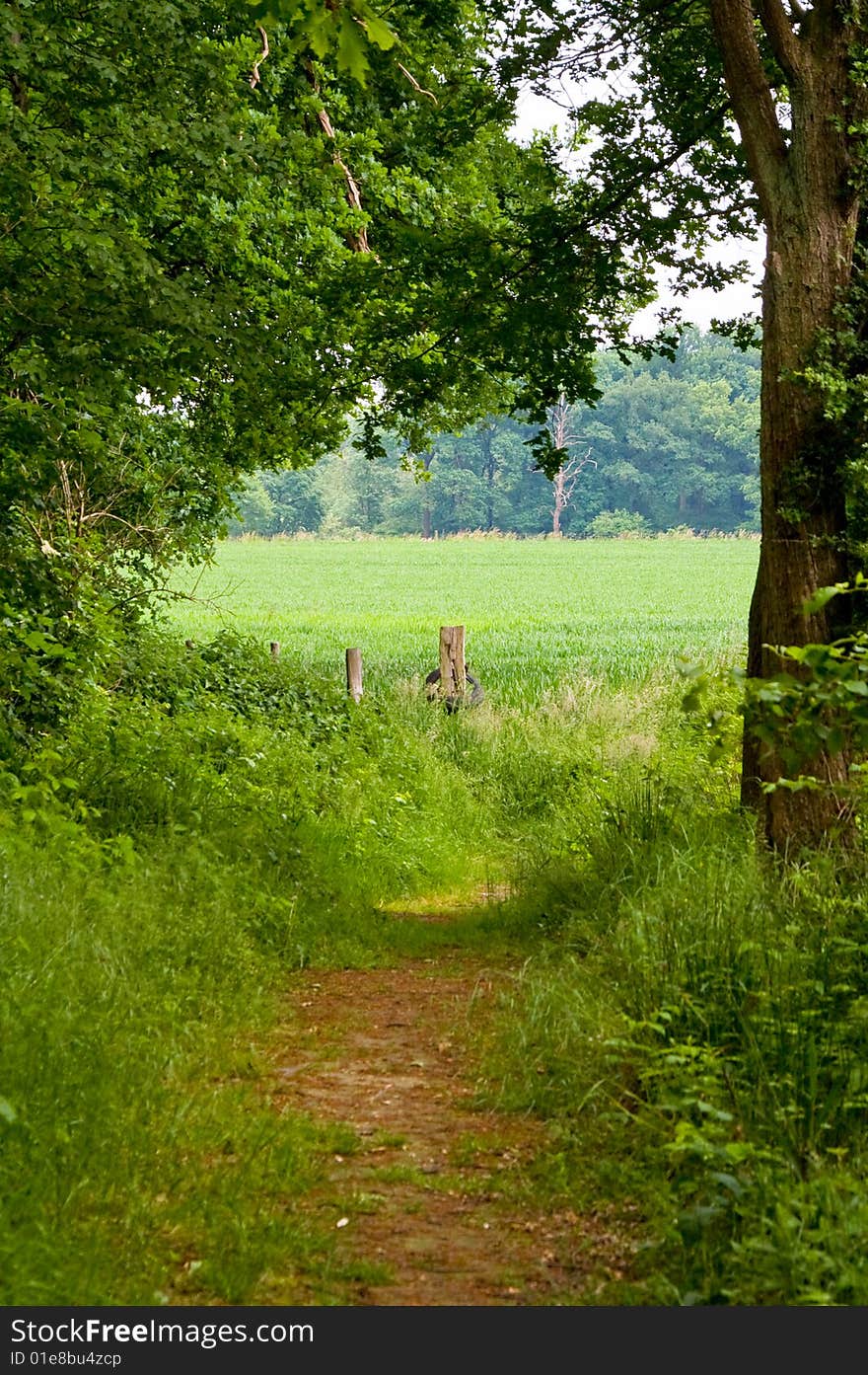 Footpath with see through of a forest surrounded by green trees. Footpath with see through of a forest surrounded by green trees