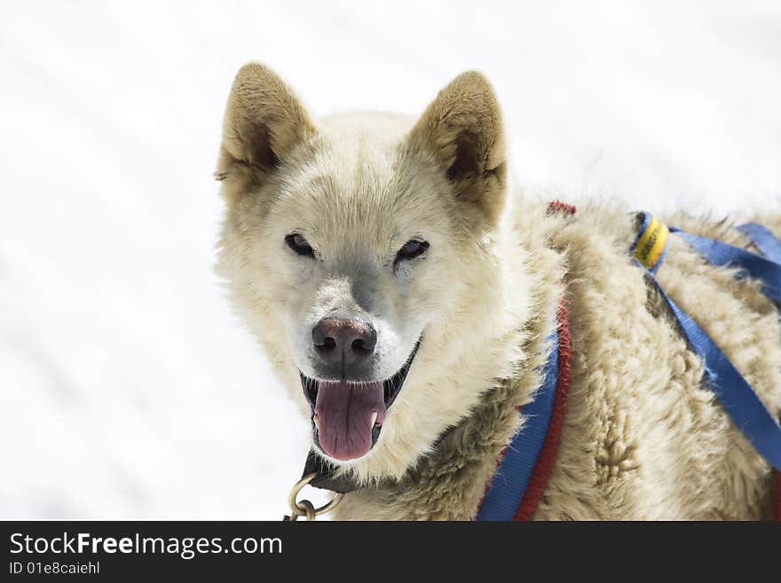 Dogsledding