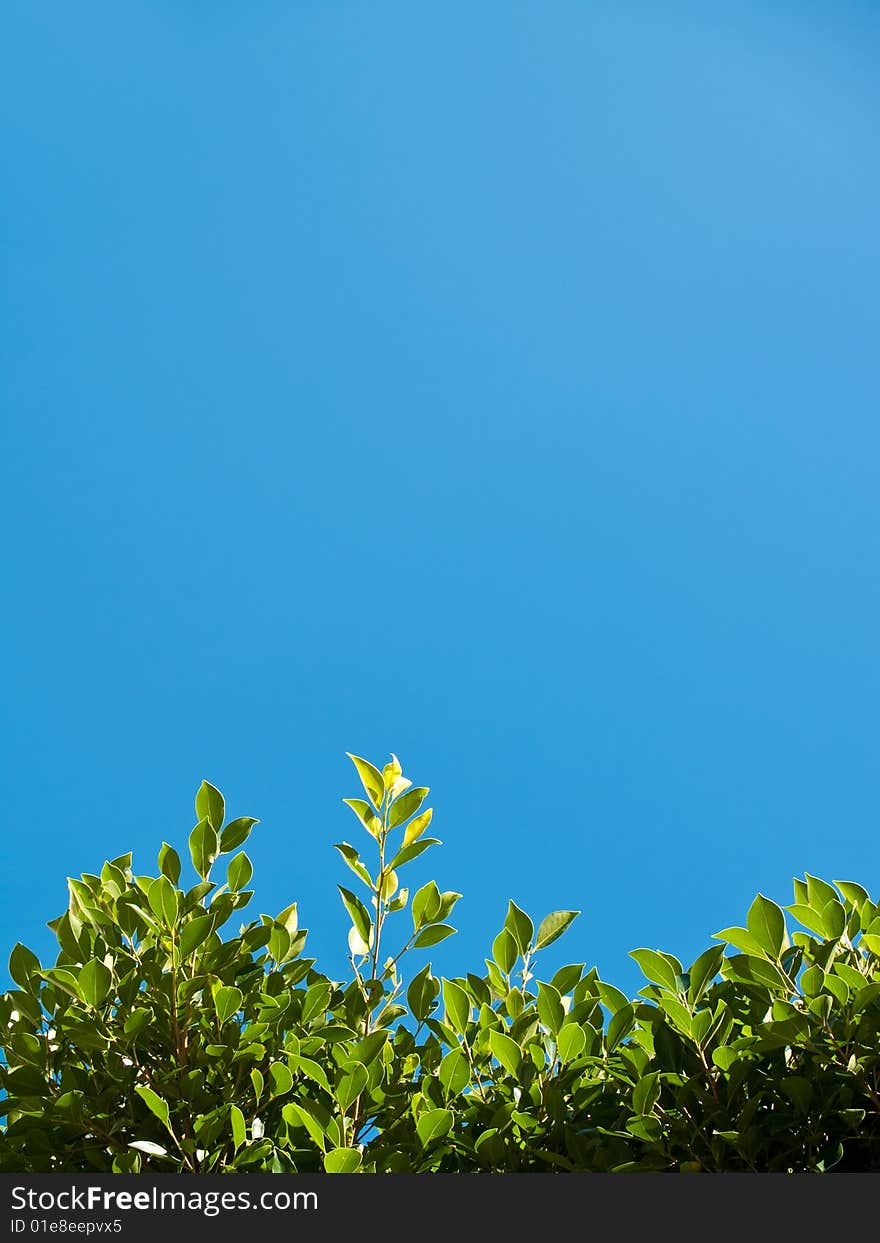 Green Leaves Reaching for Blue Sky. Green Leaves Reaching for Blue Sky