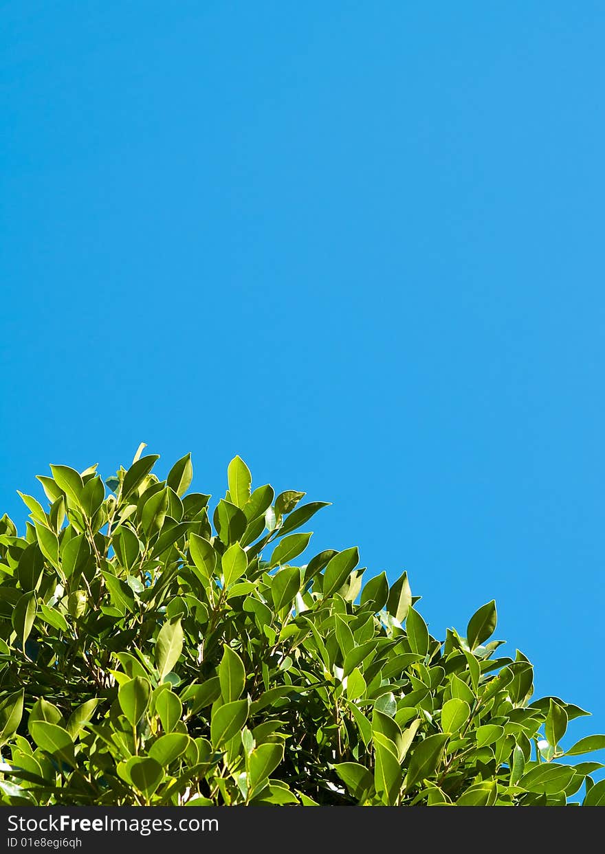 Green Leaves Reaching for Blue Sky. Green Leaves Reaching for Blue Sky