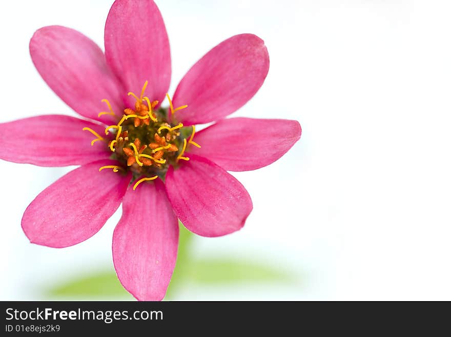 Closeup of a bright pink zinnia blossom. Closeup of a bright pink zinnia blossom