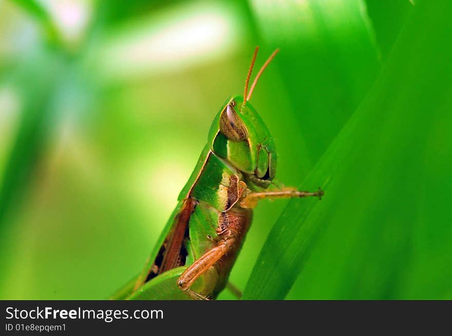 Grasshopper macro in green grass.