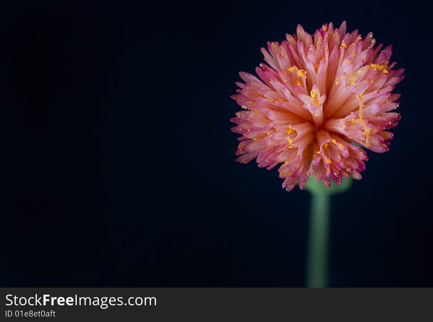 Macro of a small red and pink thistle blossom. Macro of a small red and pink thistle blossom