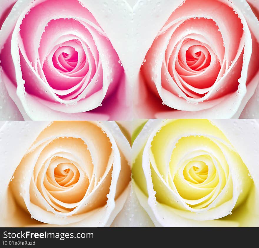 A shot of four different coloured roses. A shot of four different coloured roses