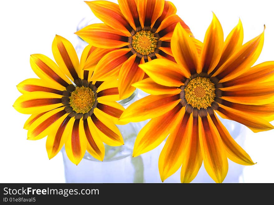 Three vibrantly bright zinnia flowers in vases