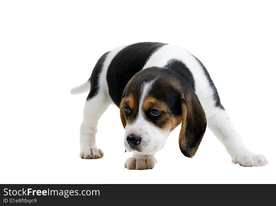 Young beagle puppy with big eyes. Isolated on white.