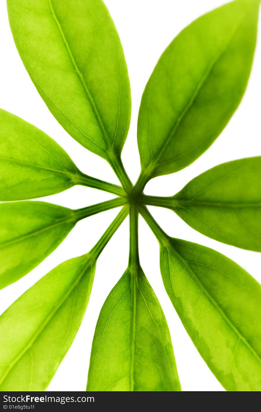 Fresh green leaves isolated on white background