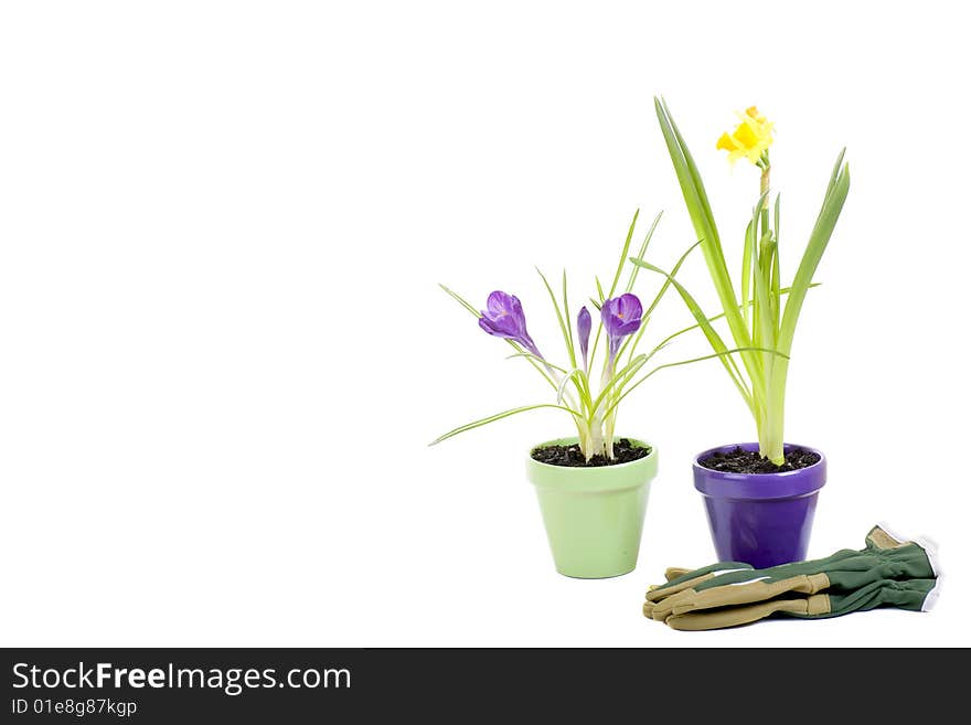 Pots of beautiful spring flowers with copy space