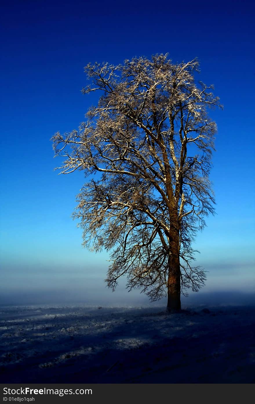 Snow-covered oak in hoarfrost. Snow-covered oak in hoarfrost