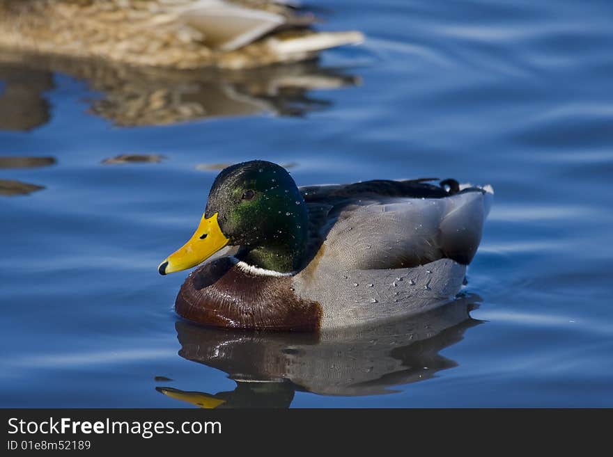 Bay duck  in south bay