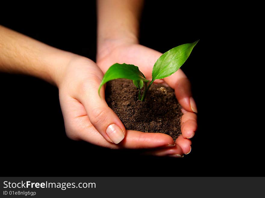 Hands holdings a little green plant on a black background. Hands holdings a little green plant on a black background