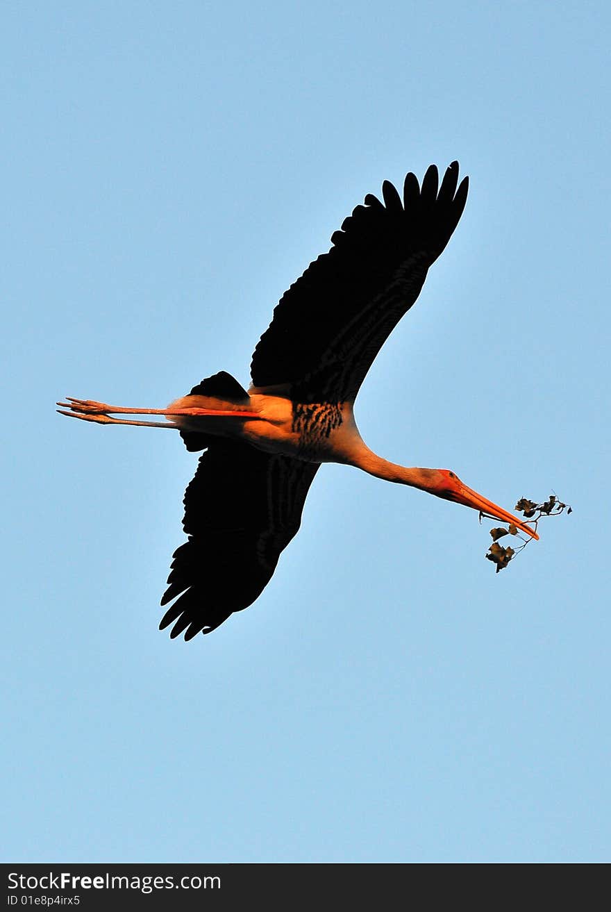 Painted stork