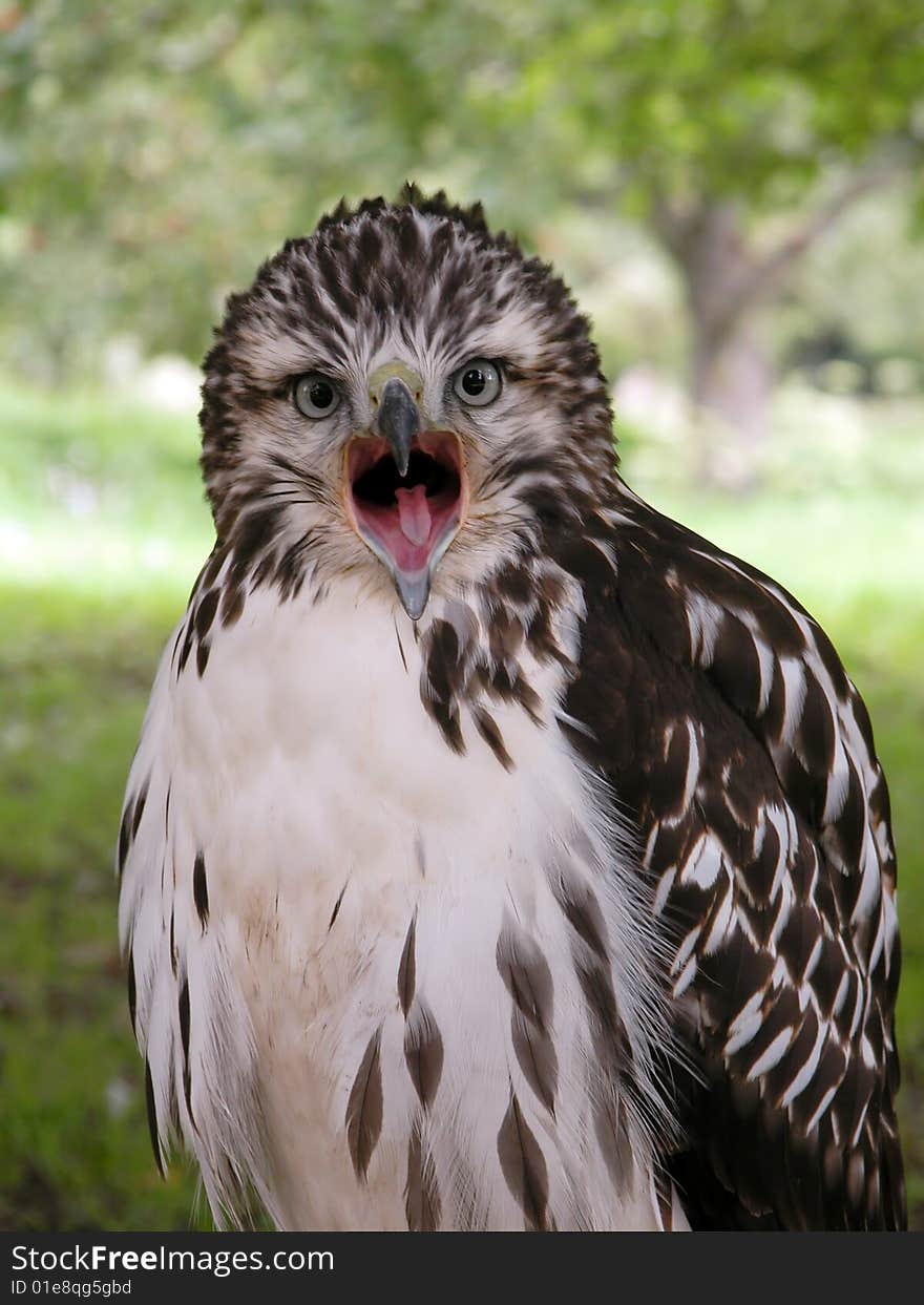 Portrait of a wild Hawk. Portrait of a wild Hawk.