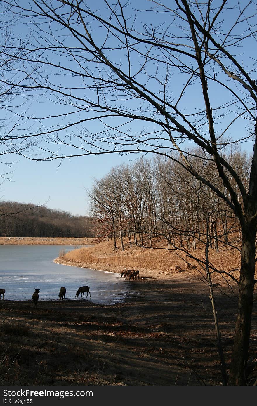 Elk Herd