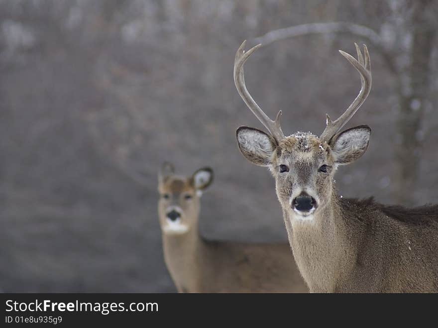 Two white tailed deer, a buck and a doe, in winter. Two white tailed deer, a buck and a doe, in winter.