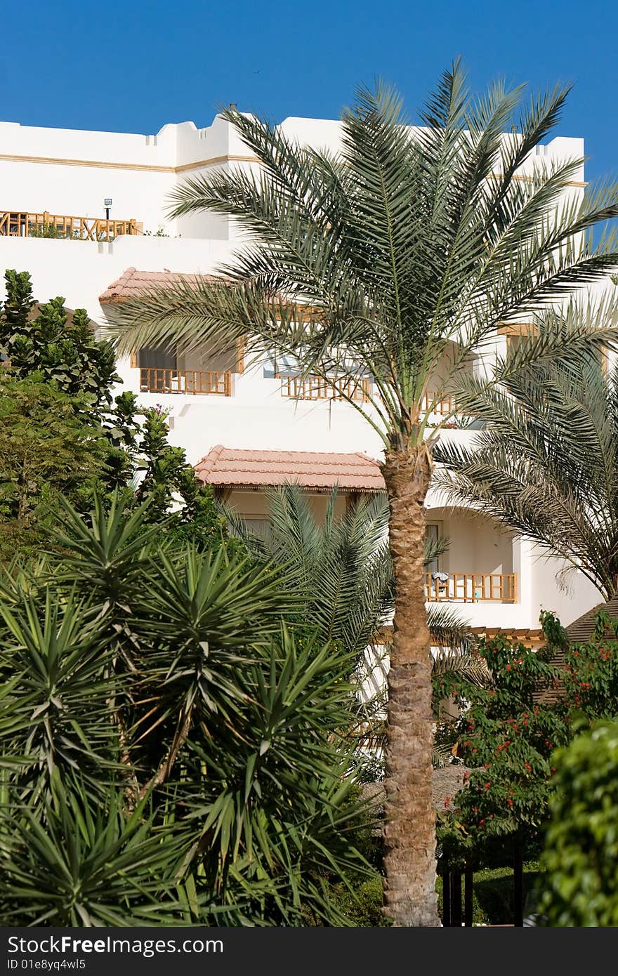 Hotel resort  with a palm tree. Hotel resort  with a palm tree