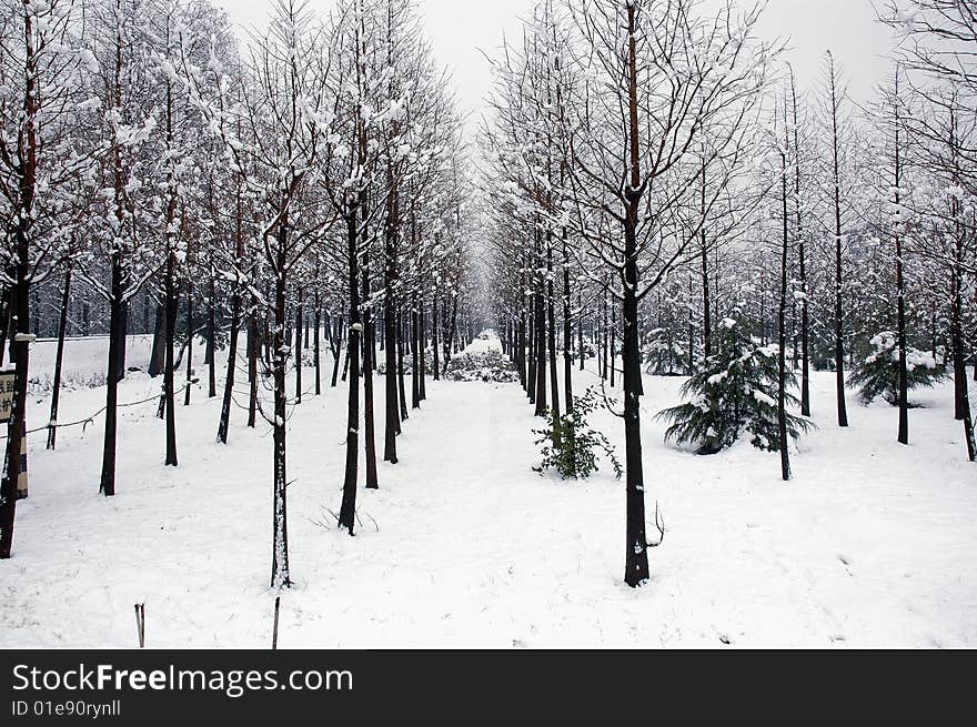 A winter forest covered with snow. A winter forest covered with snow