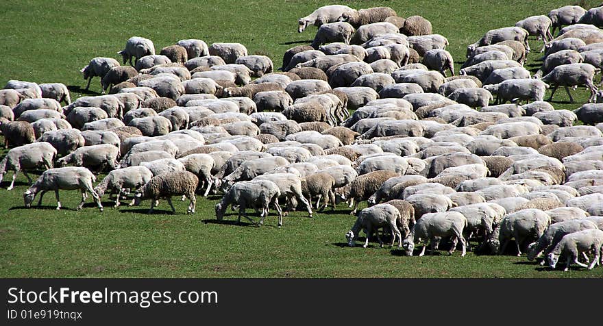 Herd Of Sheep On Green Meadow 5