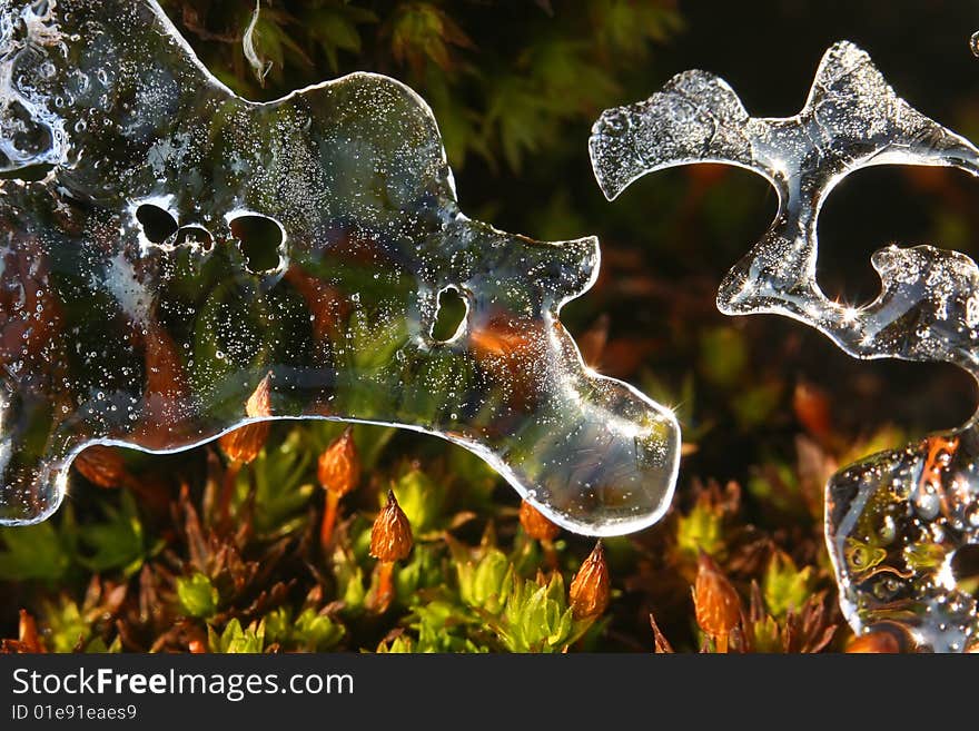 Close-up view of melting ice which has covered moss. Close-up view of melting ice which has covered moss.