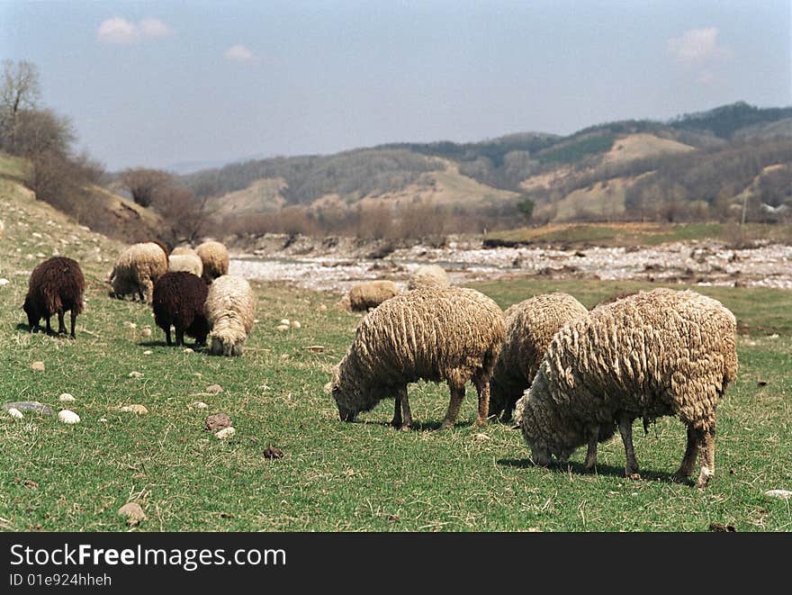 Sheep are grazing on the river bank. This picture was taken on the Aksaut river bank on the North Caucasus. Sheep are grazing on the river bank. This picture was taken on the Aksaut river bank on the North Caucasus.