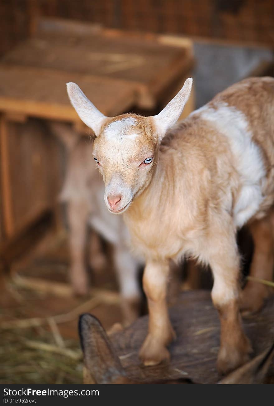 Barn Yard Farm Animal Baby Billy Goat with pink nose and thick fur