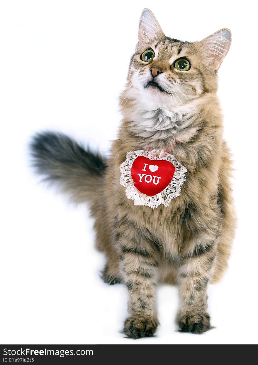 Red Valentine cat