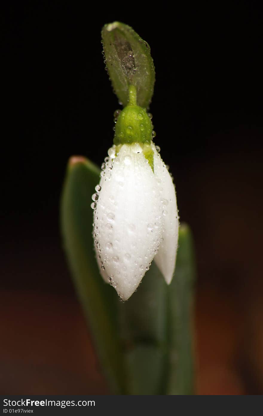 Amaryllidaceae - snowdrop with water drops