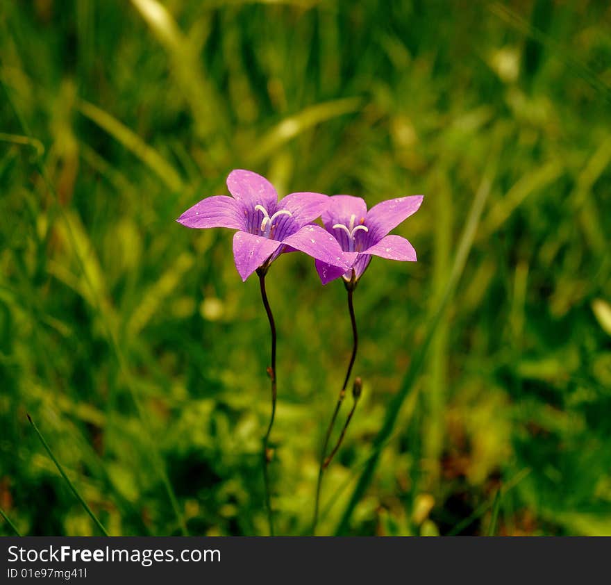 Two blue-bells in green of Latvia