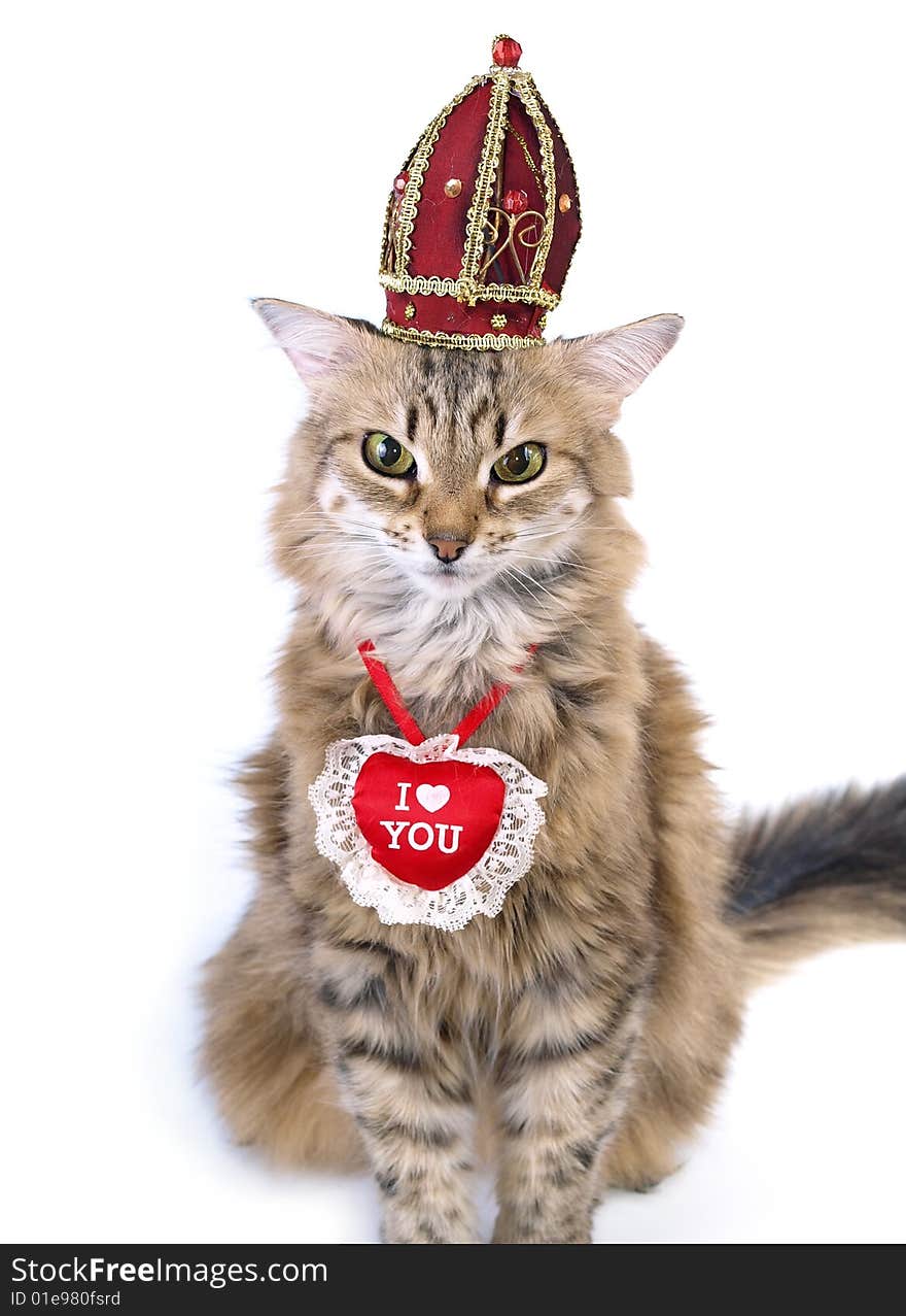 St Valentine S Day Cat