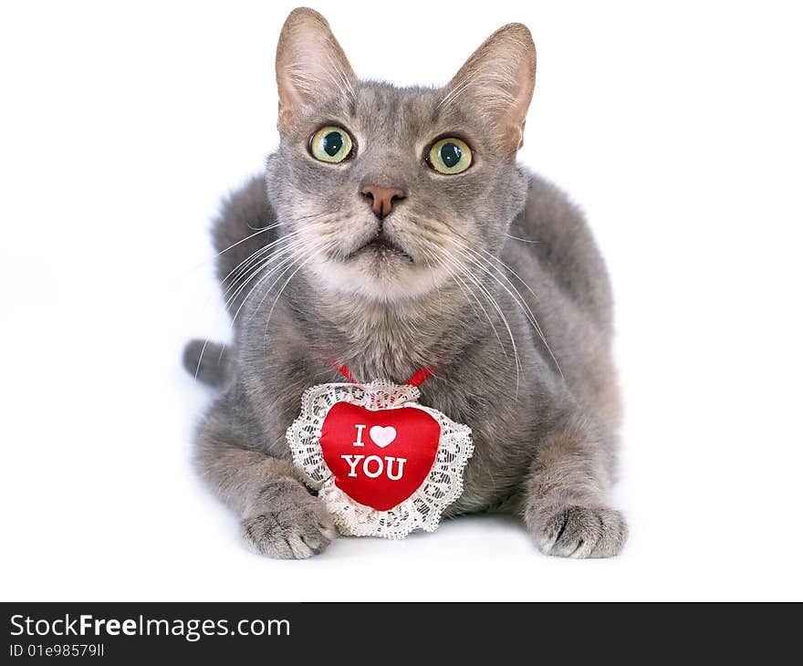 Gray Valentine Cat