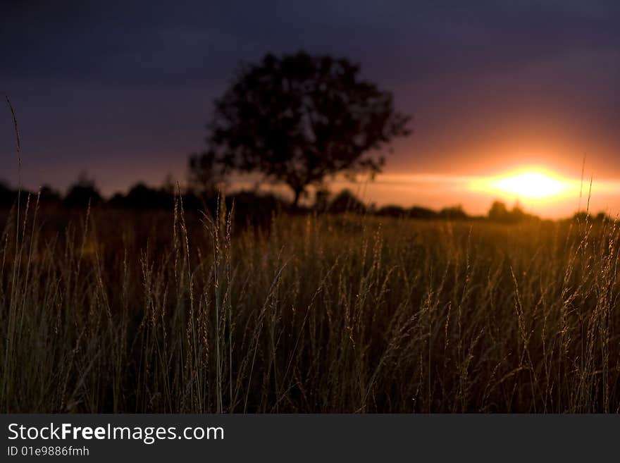 Beautiful sunset on a meadow