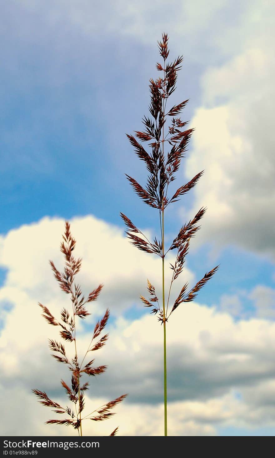 Hair-grasses