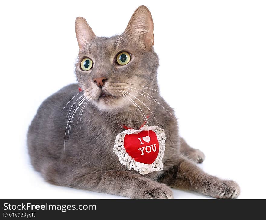 St Valentine s Day cat