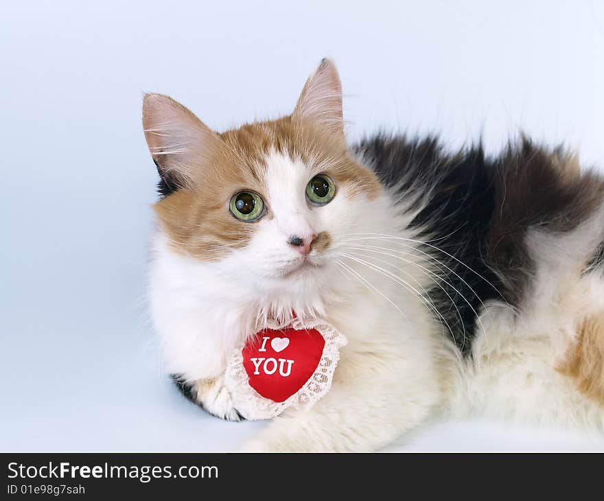 Tricoloured St Valentine S Day Cat