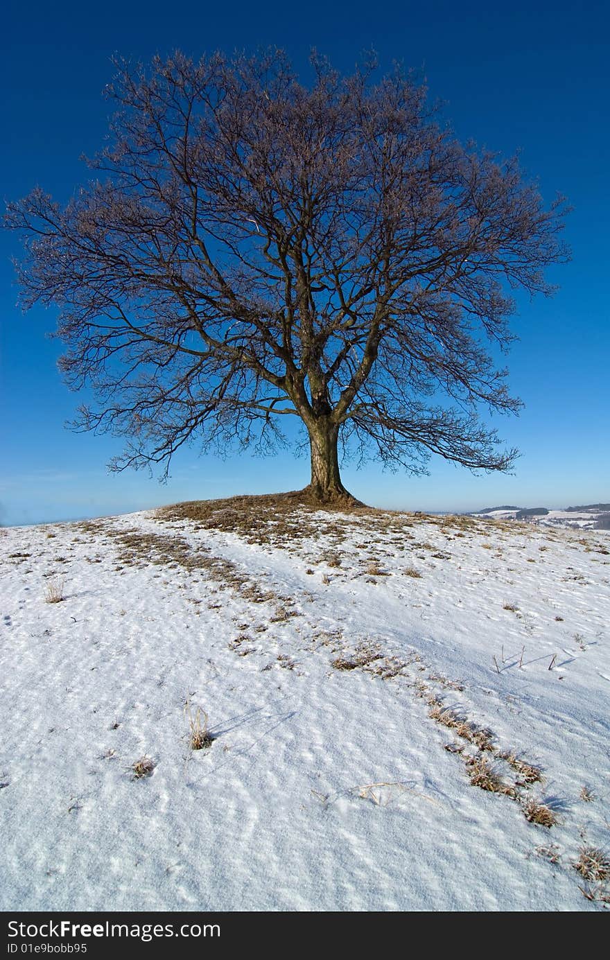 Lone tree maple in winter